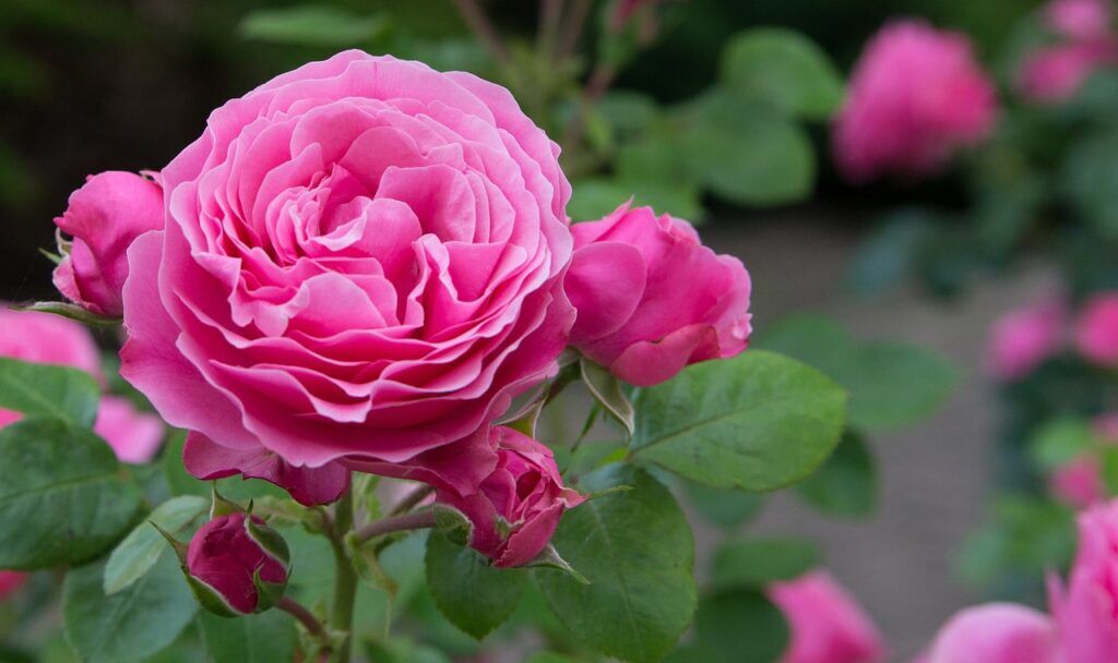 Beskjære Roser: En Komplett Guide for Perfekte Blomster